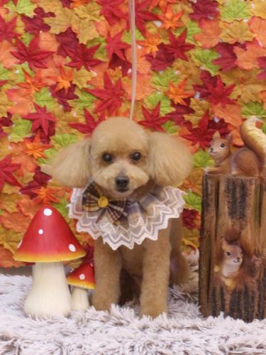 20241115のえるくん